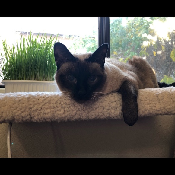 Meet your Posher,  @cutiee23 - Picture 3 of 7